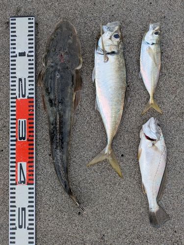 マゴチの釣果