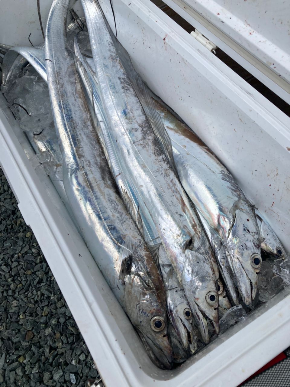 おぱんちゅパンサーさんの釣果 1枚目の画像