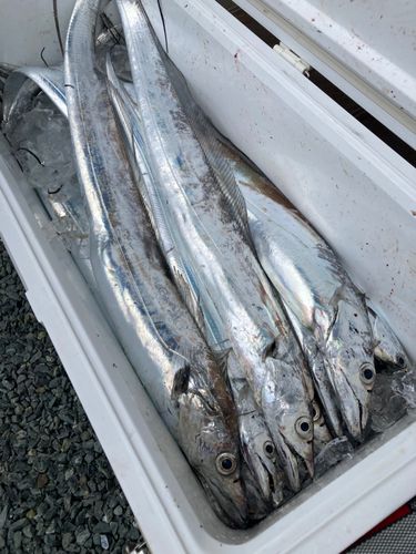 タチウオの釣果