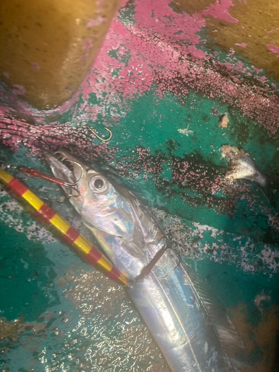 おぱんちゅパンサーさんの釣果 2枚目の画像