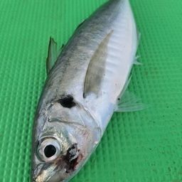 アジ