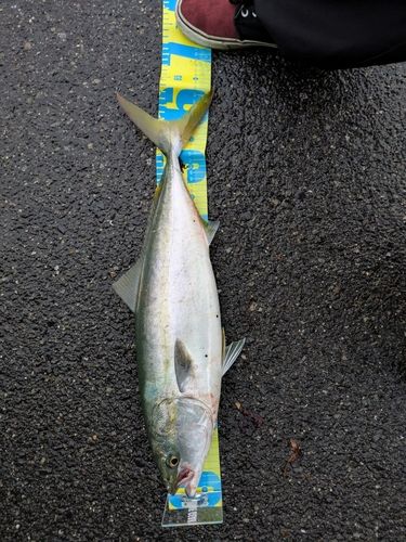 メジロの釣果