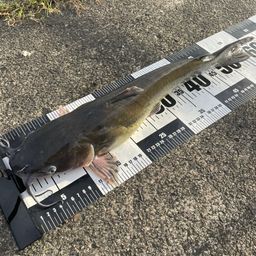 アメリカナマズ