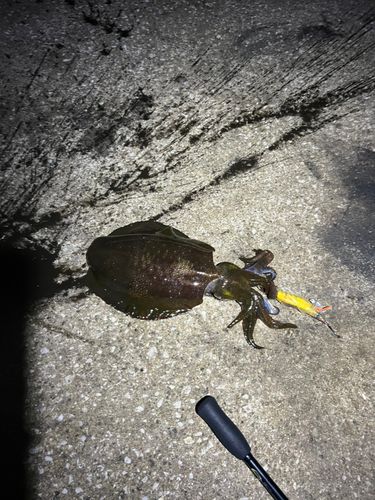 アオリイカの釣果