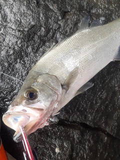 ヒラスズキの釣果