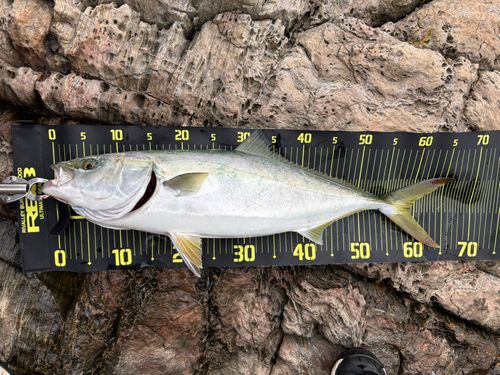 ヤズの釣果