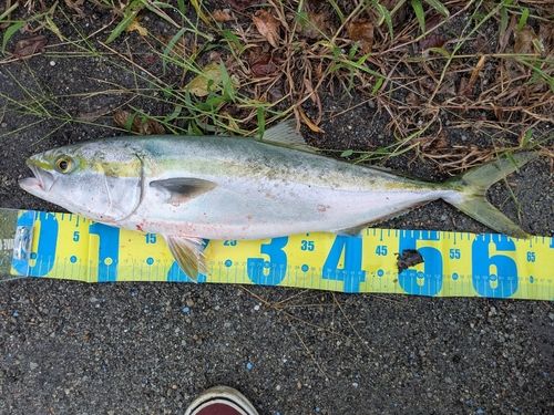 メジロの釣果