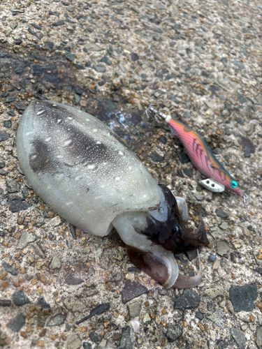 コウイカの釣果