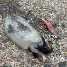 コウイカ