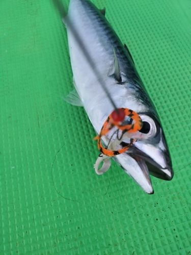 サバの釣果