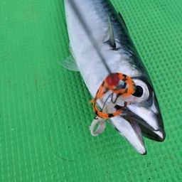 サバ