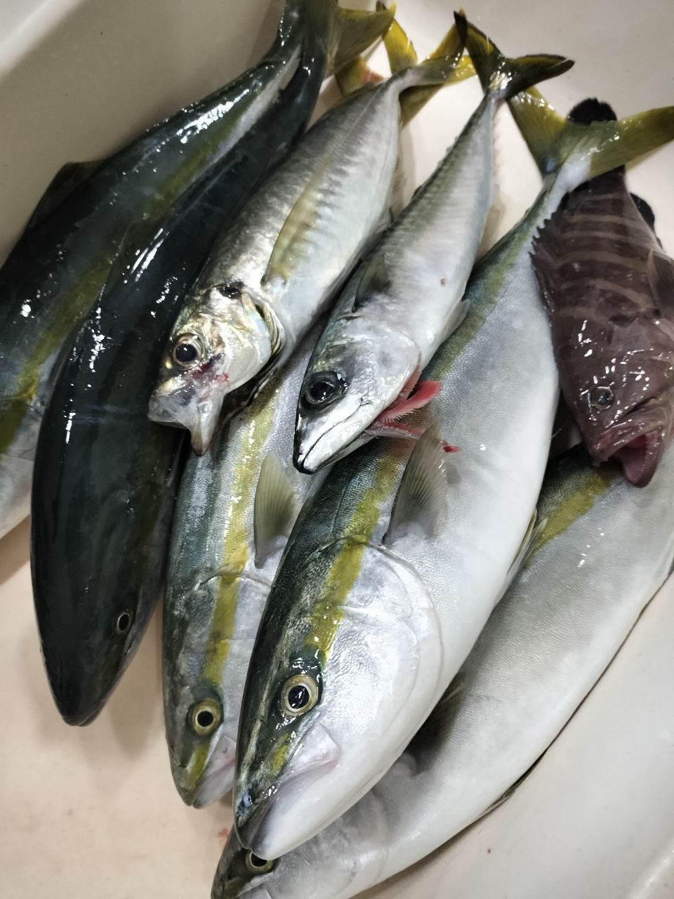 サバ