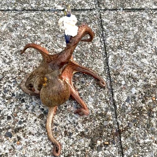 マダコの釣果