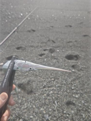 ダツの釣果