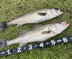 シーバスの釣果