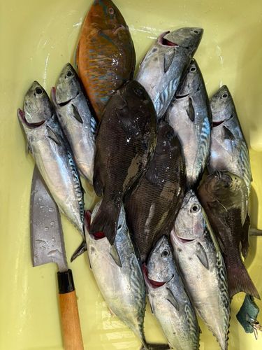 スマガツオの釣果