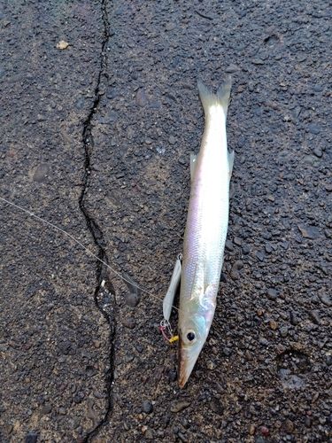 カマスの釣果