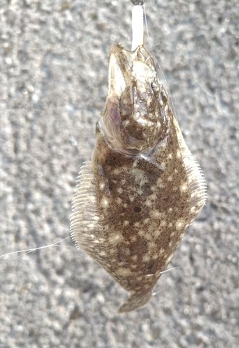 ヒラメの釣果