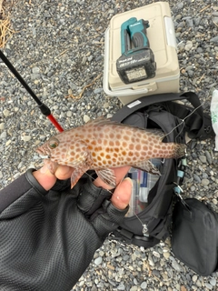 オオモンハタの釣果