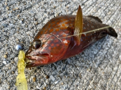 キジハタの釣果