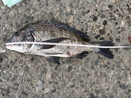 クロダイの釣果