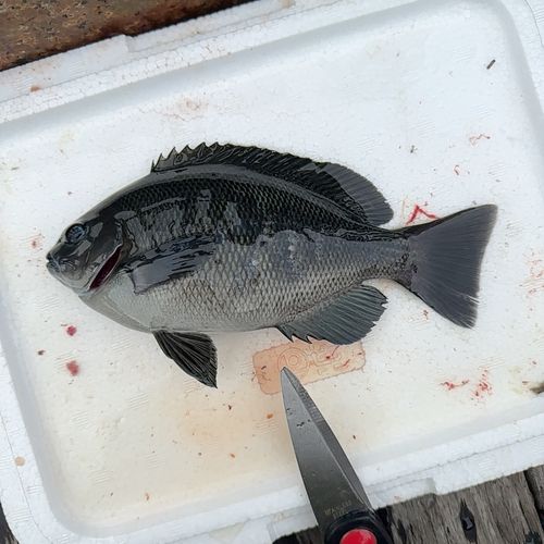 メジナの釣果