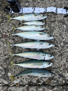 サバの釣果