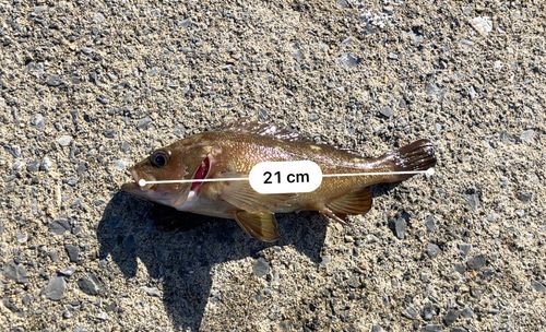 ガヤの釣果