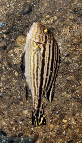 コロダイの釣果