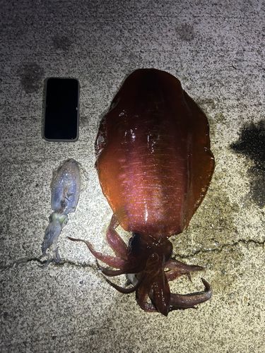 田ノ浦漁港