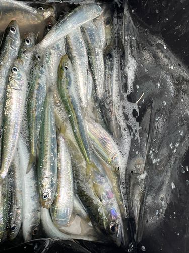 イワシの釣果