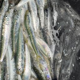 イワシ