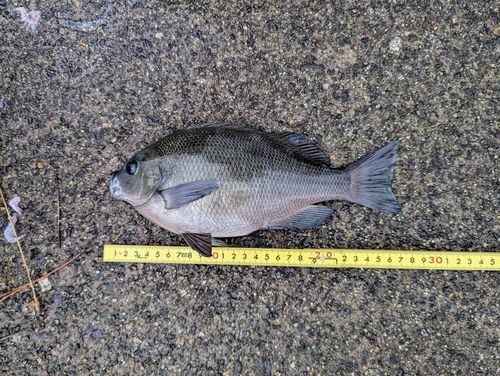 グレの釣果