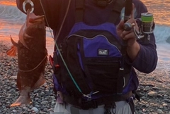 キジハタの釣果