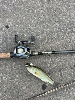 ラージマウスバスの釣果