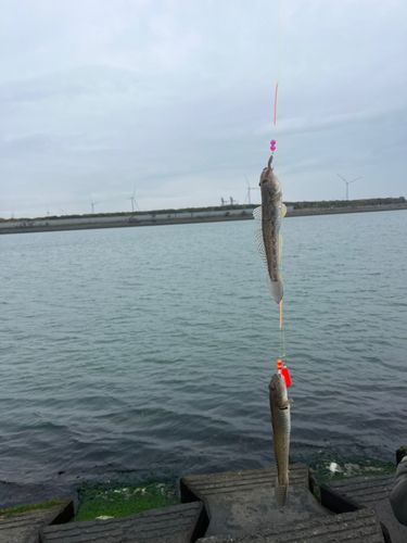 ハゼの釣果