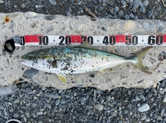 イナダの釣果