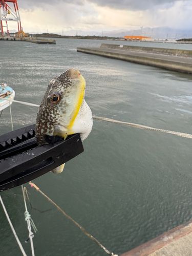 フグの釣果