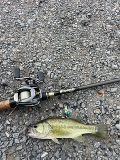 ラージマウスバスの釣果