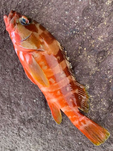 アカハタの釣果