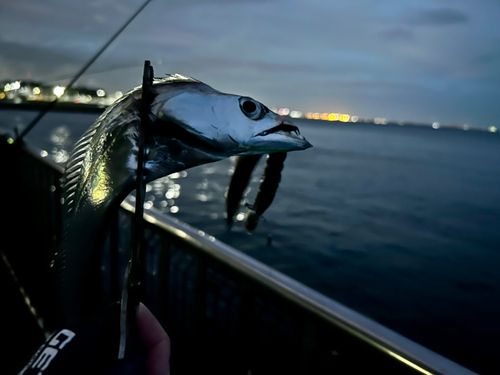 タチウオの釣果