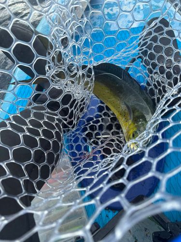 シイラの釣果