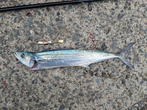 サゴシの釣果