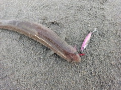 アカエソの釣果