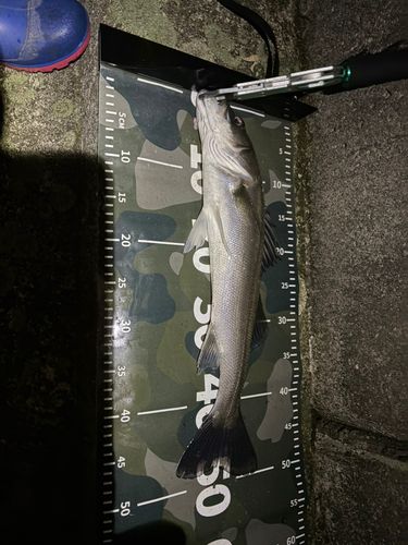 那珂川河口