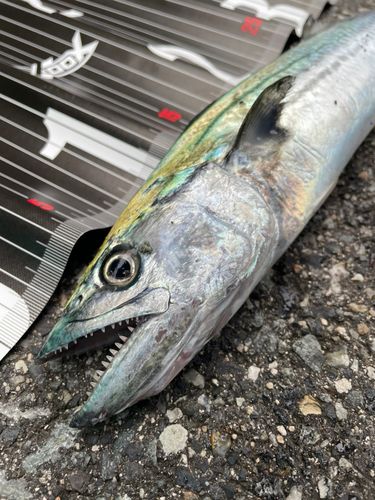 サゴシの釣果