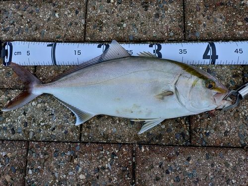 シオの釣果
