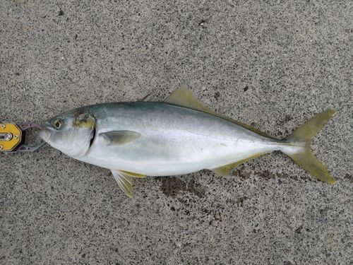 イナダの釣果