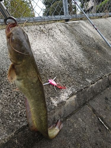 ナマズの釣果