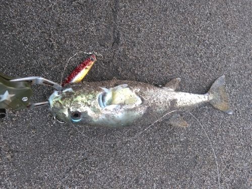 シロサバフグの釣果